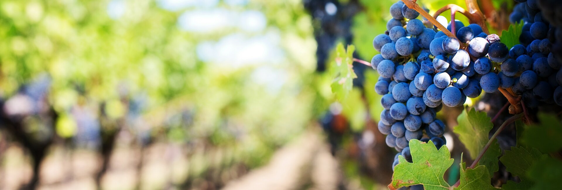 Les vignobles sur la commune de Saulcet (03) Allier